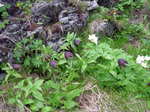 yama305 079m.jpg